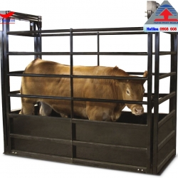 Cân bò điện tử 500kg